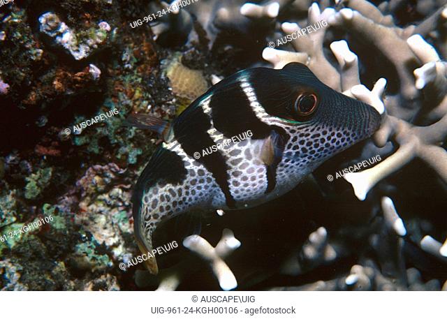 Valentin's sharpnose puffer (Canthigaster valentini), a pufferfish that is highly poisonous to eat, on reef at night. Grows up to 11 cm long