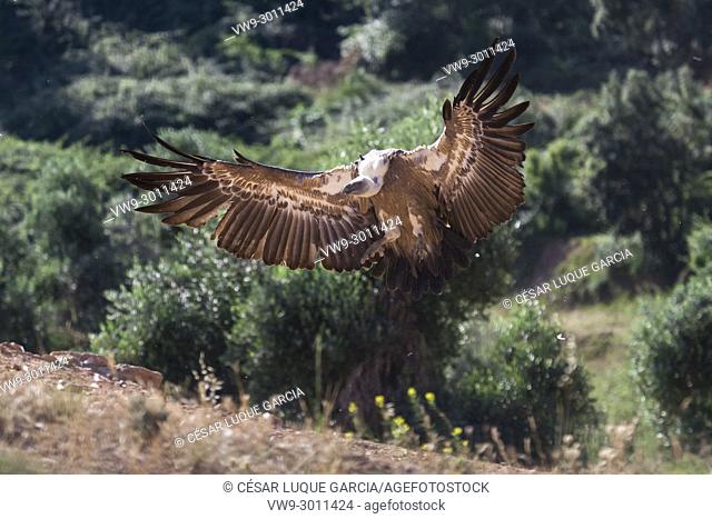 vulture landing. Mas de Bunyol, Valderrobres, Aragon, Spain