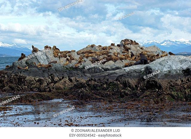 Sea Lions Colony, Beagle Channel, Argentina