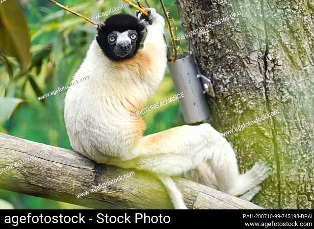 10 July 2020, Baden-Wuerttemberg, Heidelberg: A Sifaka sits on the branch of a tree in his enclosure at the zoo. Photo: Uwe Anspach/dpa