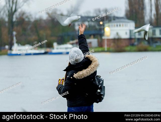 09 December 2023, Rhineland-Palatinate, Mainz: A woman feeds seagulls on the banks of the Rhine. According to the flood forecasting center of the State Office...