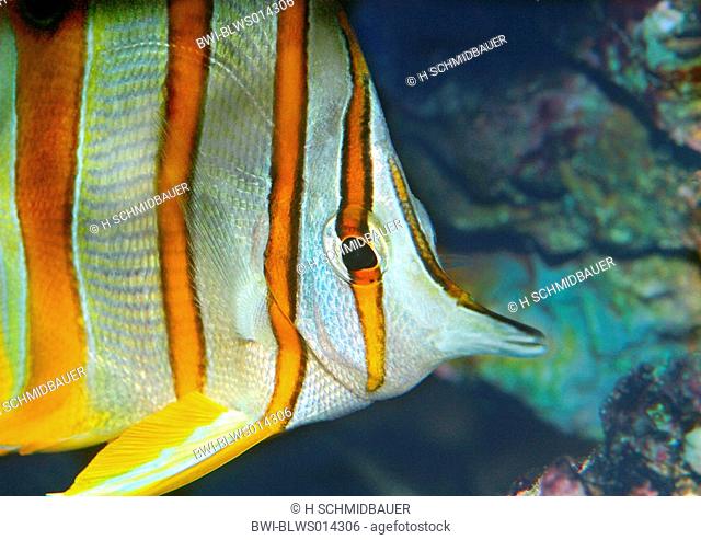 copper-banded butterflyfish, copperband butterflyfish, long-nosed butterflyfish, beaked coralfish Chelmon rostratus, distribution: Andama lake