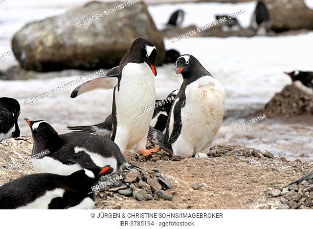 Gentoo Penguins (Pygoscelis papua), adult, pair, nest, brooding, Half Moon Island, Antarctica