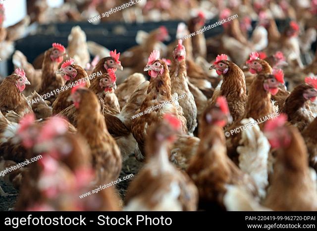 16 March 2022, Saxony-Anhalt, Cattenstedt: Laying hens are on the move before the exit to the outdoor area in the so-called cold coulter room a kind of ""winter...