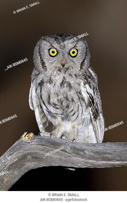 Adult Western Screech Owl (Megascops kennicottii) Riverside Co., California, USA April 2017