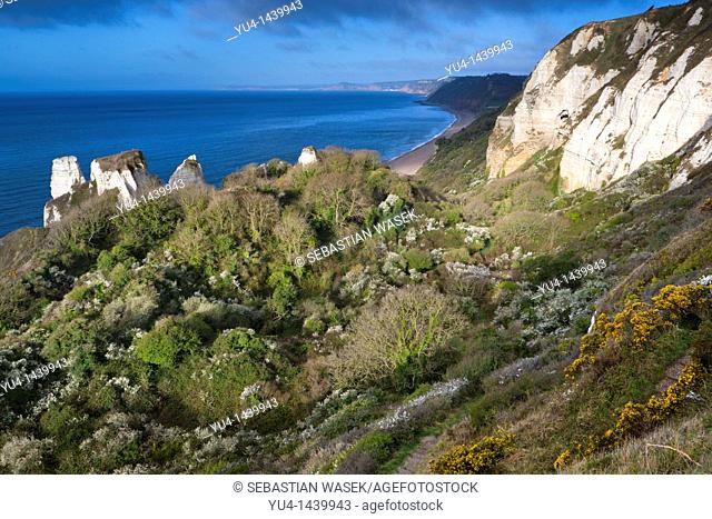 Hooken Cliff, Beer Head, from coastal path , Jurassic Coast World Heritage Site, near Beer and Branscombe, Devon, England