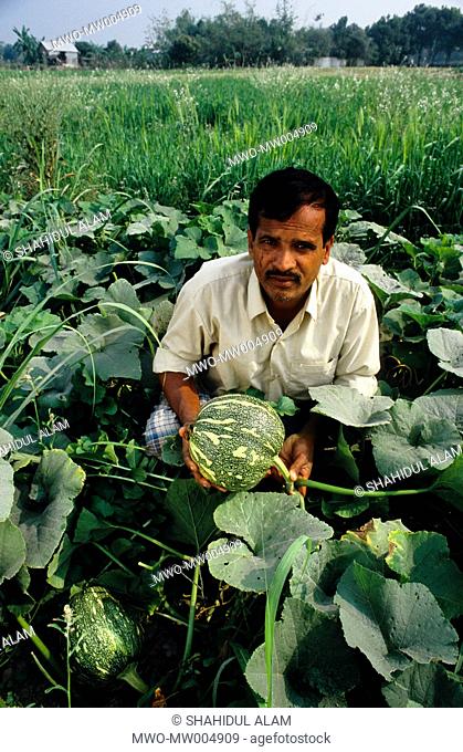 Nayakrishi new agriculture farmer Abdur Rashid in his pumpkin patch Gorashin, Tangail, Bangladesh 2001