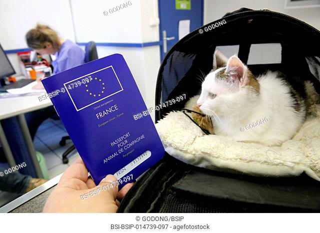 Veterinarian's surgery. Pet's European passport