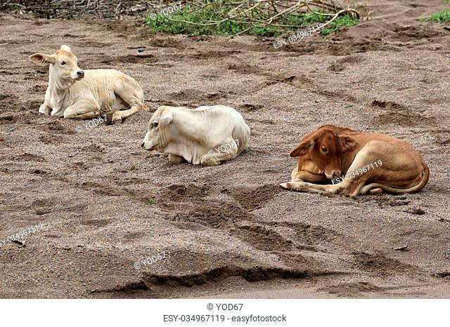 Image of a cow on sand background