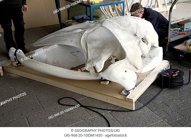 Skilled craftsman building model whale skeleton, Ecomare, Texel, Netherlands