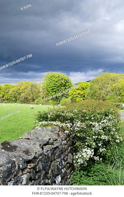 Drystone wall and Hawthorn (Crataegus sp.) flowering in hedgerow, with sheep grazing in pasture and rainclouds, Sedbergh, Cumbria, England, May