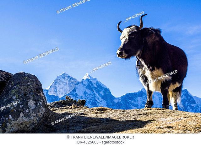 Black yak (Bos mutus) standing on a hill, snow covered mountains in the distance, Dingboche, Solo Khumbu, Nepal