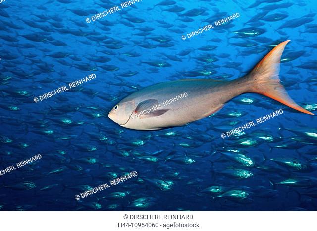 Pacific Creolefish, Paranthias colonus, Socorro, Revillagigedo, Mexico, seawater fishes, Pacific Creolefish, Pacific Creolefish, Creolefish, Grouper, Groupers
