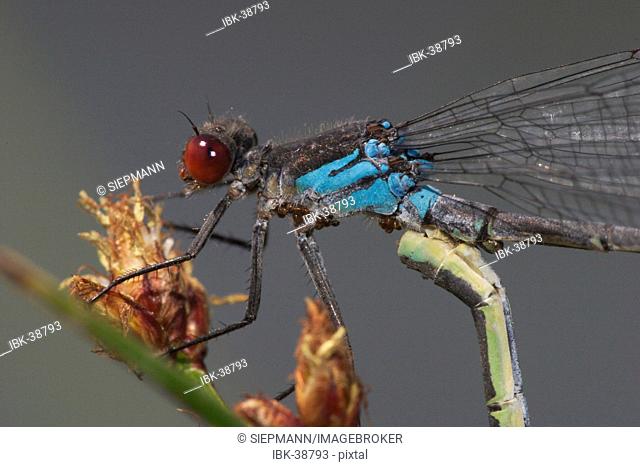 Male Red-eyed damselfly ( Erythromma najas ) - mating wheel