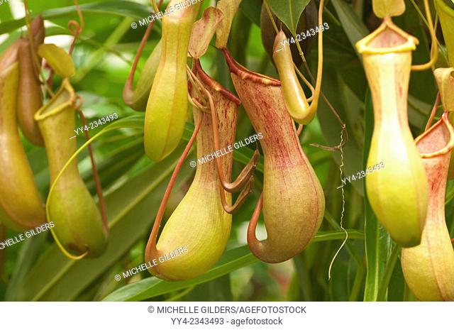 Tropical pitcher plant, Nepenthes sp., found throughout the Old World Tropics, southeast Asia, Oceania and Madagascar