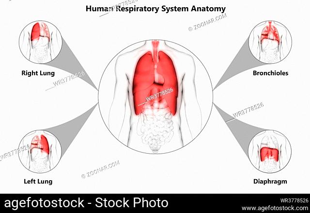 3D Illustration Concept of Human Respiratory System Lungs with Diaphragm Described with Labels Anatomy