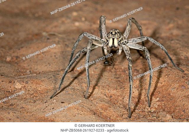 Desert Wolfspider, Fam. Lycosidae, Male, These large spider was active during the night, Mulyangarie Station, South Australia, Australia