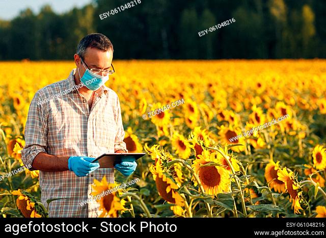 Man farmer agronomist in gloves and face mask at sunflower field with tablet checking harvest
