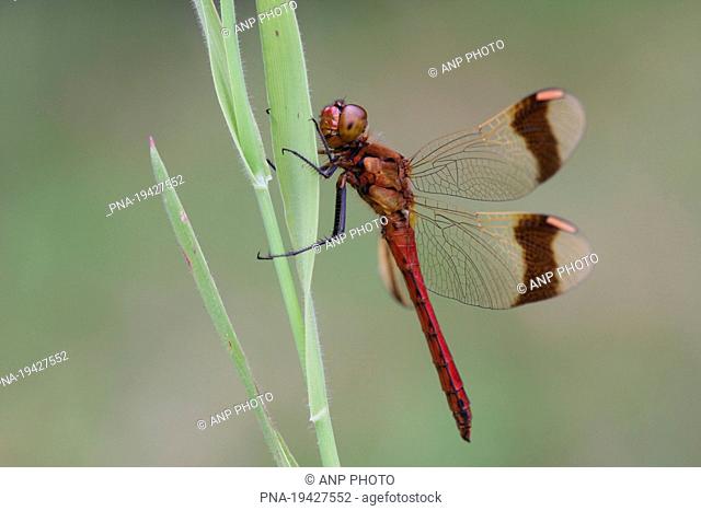 band-winged dragonfly Sympetrum pedemontanum - Hellendoorn, Salland, Overijssel, The Netherlands, Holland, Europe