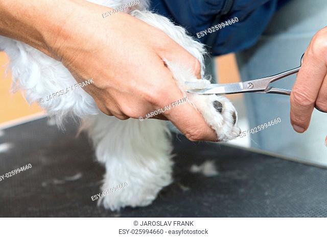 Closeup of cutting hair at the foot of the Maltese dog by scissors. Horizontally