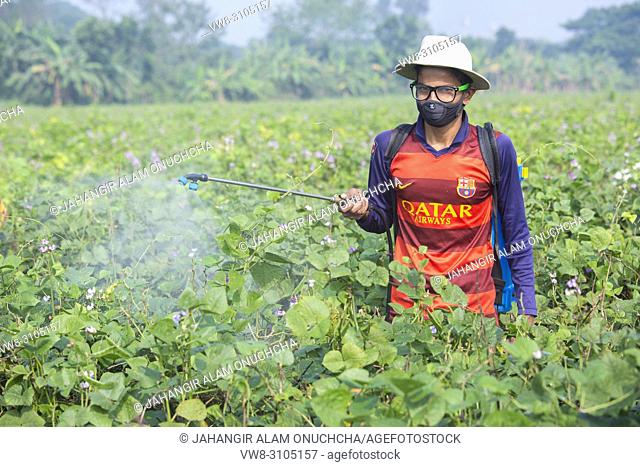Farmer Spraying Pesticide at khulna, Bangladesh