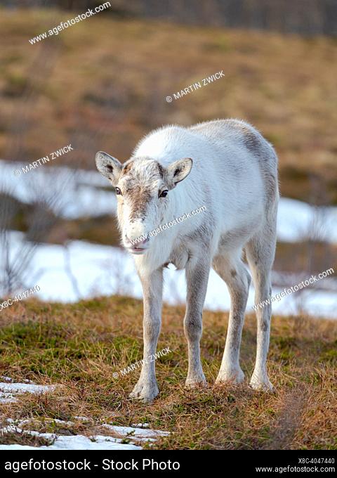 Semi-domesticated Reindeer (Rangifer tarandus) on the island Senja near Mefjordvaer during late winter. Europe, northern europe, Norway, Senja
