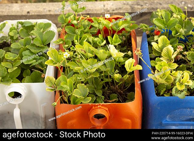 12 July 2022, Portugal, Tomar: Strawberry plants grow in plastic canisters, the upper part of which was cut off. Photo: Viola Lopes/dpa
