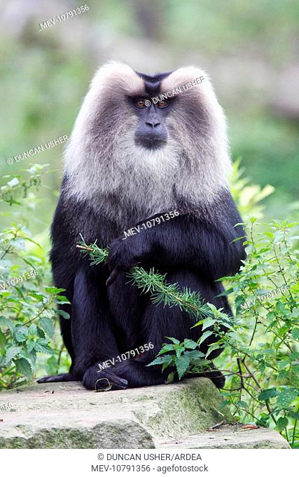 Liontail Macaque - male sitting on boulder (Macaca silenus)