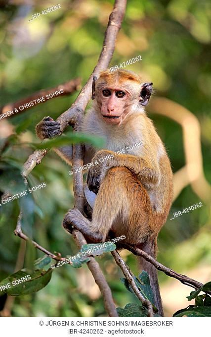 Toque macaque (Macaca sinica), adult, climbing a tree, Yala National Park, Sri Lanka