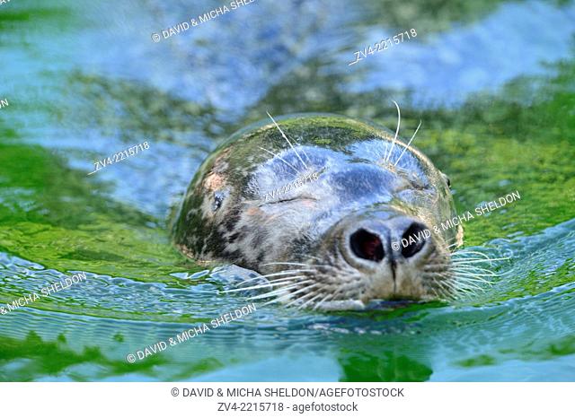 Close-up of a harbour seal (Phoca vitulina) swimming in the water
