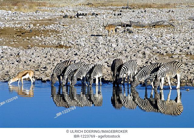 Burchell's Zebras (Equus guagga) and Springboks (Antidorcas marsupialis) at Okaukuejo waterhole, Etosha National Park, Namibia, Africa
