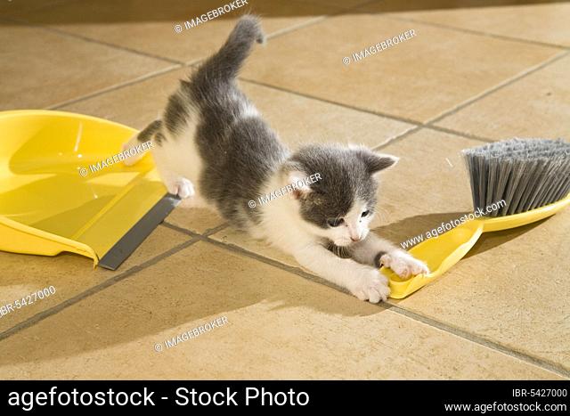 Domestic cat, kitten, with hand brush