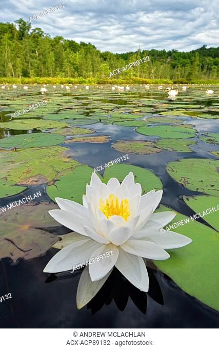 Fragrant White Water Lily Blossom and wetland on Horseshoe Lake in Muskoka near Rosseau, Ontario, Canada