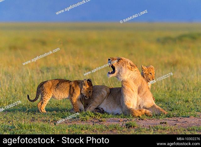 African lion, Panthera Leo, lioness with two cub, Masai Mara National Reserve, Kenya, Africa