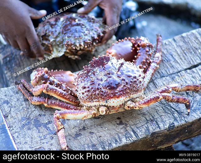 King crab hand caught, Dominican Republic