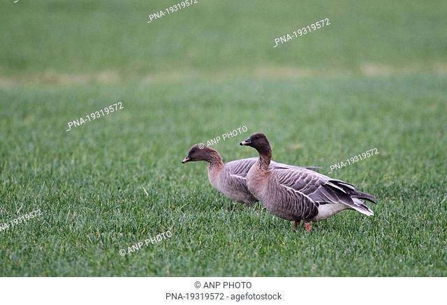 Pink-footed Goose Anser brachyrhynchus - Frisia, The Netherlands, Holland, Europe