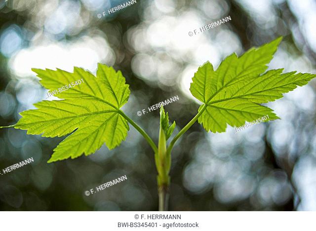 sycamore maple, great maple (Acer pseudoplatanus), leaf shoot, Germany