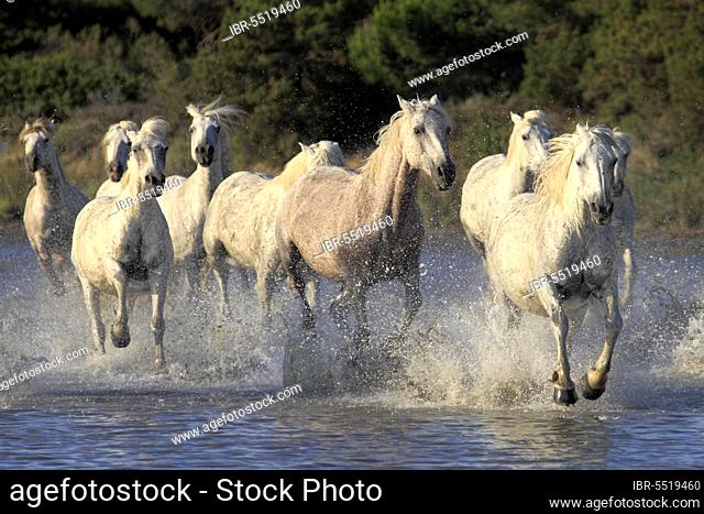 Camargue horses run through water, Camargue, Provence, South of France, Camargue horse, white horse