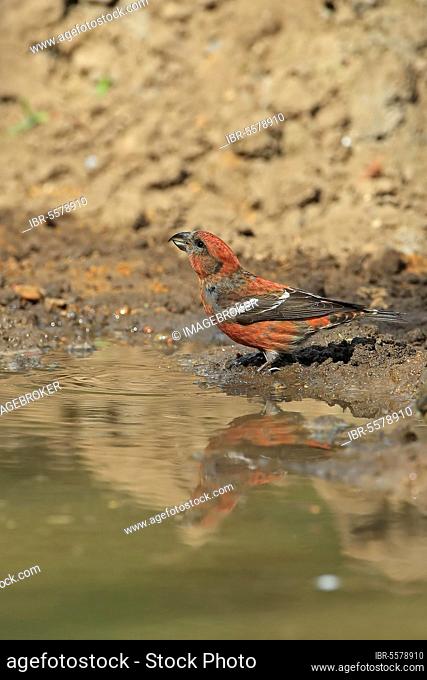 Two-barred crossbill (Loxia leucoptera), Banded Crossbill, Banded Crossbills, Songbirds, Animals, Birds, Finches, Two-barred Crossbill adult male