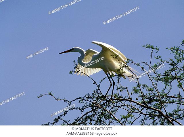 Great Egret/Breeding Plumage (Casmerodius albus) Atchafalaya River Delta, LA