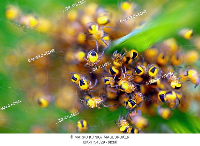 European Garden Spider (Araneus diadematus), spiderlings, Hesse, Germany