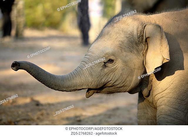 Young elephant, Elephas maximus, at Bandhavgarh National Park, Madhya Pradesh, India