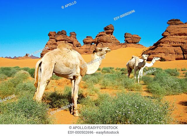 White Mehari dromedaries of the Tuareg nomads grazing on a desert pasture, Sahara desert, Libya
