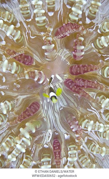 Clarks Anemonefish in Beaded Sea Anemone, Amphiprion clarkii, Heteractis aurora, Sulawesi, Lembeh Strait, Indonesia