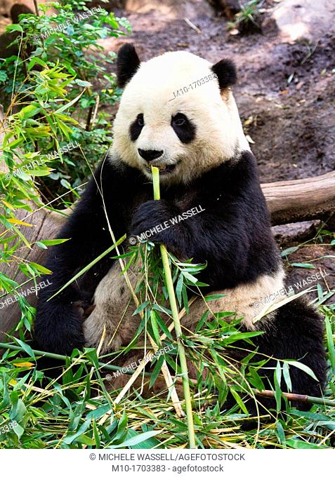 Giant Panda Bear eating on its back