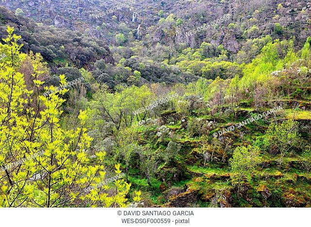 Spain, Salamanca, ,Aldeadavila de la Ribera Spring at a gorge in the Arribes del Duero