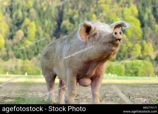 Standing domestic pig