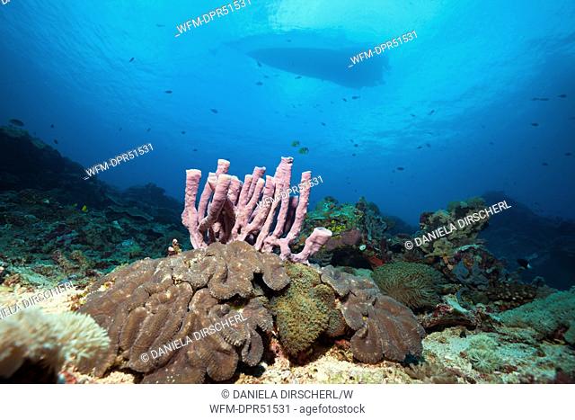 Pink Tube Sponge on Coral Reef, Porifera, Nusa Penida, Bali, Indonesia