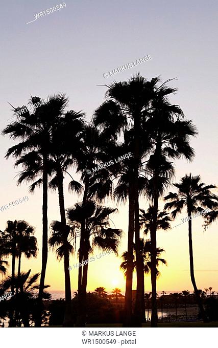 Palm trees at sunset, Playa de Los Amadores, Gran Canaria, Canary Islands, Spain, Atlantic, Europe