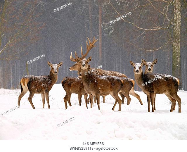 red deer Cervus elaphus, pack standing at the edge of a snow-covered forest, Germany, Saxony